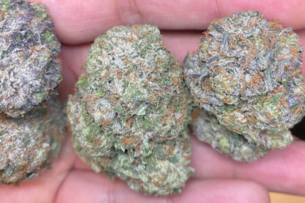 PINK DOSI